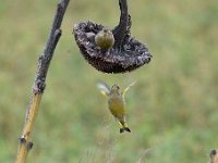 Carduelis chloris 65, Groenling, Saxifraga-Luuk Vermeer