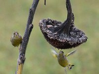 Carduelis chloris 68, Groenling, Saxifraga-Luuk Vermeer