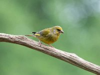 Carduelis chloris 74, Groenling, Saxifraga-Luuk Vermeer