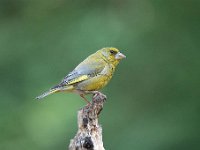 Carduelis chloris 75, Groenling, Saxifraga-Luuk Vermeer