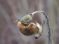 Carduelis chloris 86, Groenling, Saxifraga-Luuk Vermeer