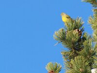 Carduelis citrinella