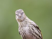 Carduelis spinus 10, Sijs, Saxifraga-Luuk Vermeer