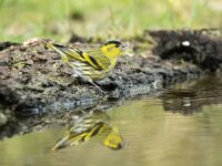Carduelis spinus 23, Sijs, Saxifraga-Luuk Vermeer