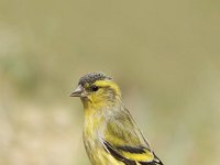 Carduelis spinus 32, Sijs, Saxifraga -Luuk Vermeer