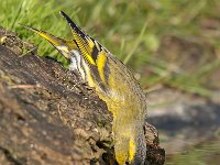 Carduelis spinus 33, Sijs, Saxifraga -Luuk Vermeer