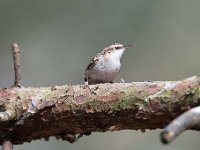 Certhia brachydactyla 34, Boomkruiper, Saxifraga-Luuk Vermeer