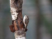 Certhia brachydactyla 44, Boomkruiper, Saxifraga-Luuk Vermeer