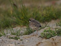 Charadrius dubius 33, Kleine plevier, Saxifraga-Luuk Vermeer