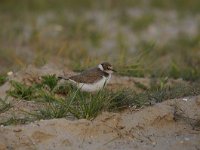 Charadrius dubius 34, Kleine plevier, Saxifraga-Luuk Vermeer