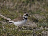 Charadrius dubius 36, Kleine plevier, Saxifraga-Luuk Vermeer