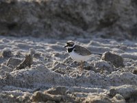 Charadrius dubius 37, Kleine plevier, Saxifraga-Luuk Vermeer