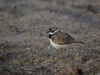 Charadrius dubius 45, Kleine plevier, Saxifraga-Luuk Vermeer