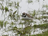 Charadrius dubius 48, Kleine plevier, Saxifraga-Luuk Vermeer