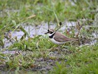 Charadrius dubius 54, Kleine plevier, Saxifraga-Luuk Vermeer