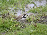 Charadrius dubius 55, Kleine plevier, Saxifraga-Luuk Vermeer