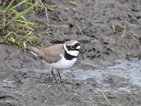 Charadrius dubius 59, Kleine plevier, Saxifraga-Luuk Vermeer