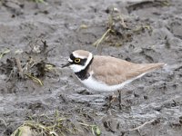 Charadrius dubius 60, Kleine plevier, Saxifraga-Luuk Vermeer