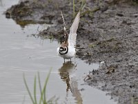 Charadrius dubius 68, Kleine plevier, Saxifraga-Luuk Vermeer