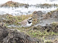 Charadrius dubius 69, Kleine plevier, Saxifraga-Luuk Vermeer