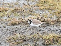 Charadrius dubius 72, Kleine plevier, Saxifraga-Luuk Vermeer