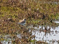 Charadrius dubius 91, Kleine plevier, Saxifraga-hANS dEKKER