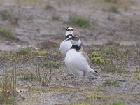 Charadrius dubius 93, Kleine plevier, Saxifraga-Tom Heijnen