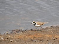 Charadrius dubius 98, Kleine plevier, Saxifraga-Tom Heijnen