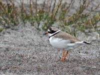 Charadrius hiaticula38, Bontbekplevier, Saxifraga-Hans Dekker