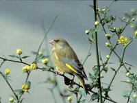 Chloris chloris, Greenfinch