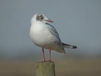 Chroicocephalus  ridibundus 16, Kokmeeuw, Saxifraga-Marijke Verhagen