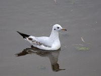 Kokmeeuw #45703 : Larus ridibundus, Black-headed Gull, Kokmeeuw, Eerste winterkleed