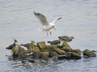 Kokmeeuw #45805 : Larus ridibundus, Black-headed Gull, Kokmeeuw, and, Vanellus vanellus, Northern Lapwing, Kievit