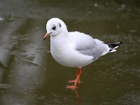 Chroicocephalus  ridibundus 58, Kokmeeuw, Saxifraga-Bart Vastenhouw