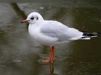 Chroicocephalus  ridibundus 59, Kokmeeuw, Saxifraga-Bart Vastenhouw