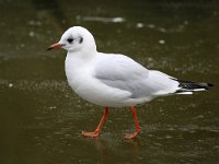 Chroicocephalus  ridibundus 60, Kokmeeuw, Saxifraga-Bart Vastenhouw