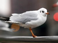 Chroicocephalus  ridibundus 65, Kokmeeuw, Saxifraga-Bart Vastenhouw