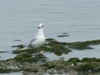 Chroicocephalus  ridibundus 85, Kokmeeuw, Saxifraga-Willem van Kruijsbergen