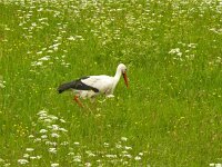 Ciconia ciconia 148, Ooievaar, Saxifraga-Hans Hoogenhuis