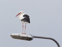 Ciconia ciconia 154, Ooievaar, Saxifraga-Luc Hoogenstein