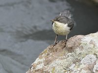 Cinclus cinclus ssp caucasicus 74, Waterspreeuw, Saxifraga-Tom Heijnen