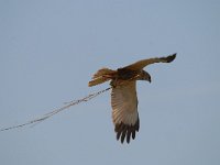 Circus aeruginosus 40, Bruine kiekendief, Saxifraga-Luuk Vermeer