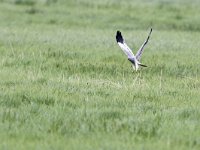 Circus pygargus 18, Grauwe kiekendief, Saxifraga-Tom Heijnen