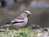 Coccothraustes coccothraustes 132, Appelvink, Saxifraga-Luuk Vermeer