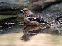 Coccothraustes coccothraustes 134, Appelvink, Saxifraga-Luuk Vermeer