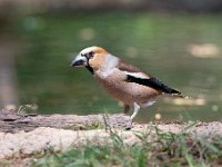 Coccothraustes coccothraustes 135, Appelvink, Saxifraga-Luuk Vermeer