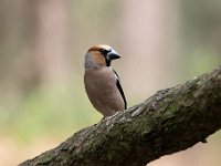 Coccothraustes coccothraustes 142, Appelvink, Saxifraga-Luuk Vermeer