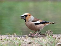 Coccothraustes coccothraustes 153, Appelvink, Saxifraga-Luuk Vermeer