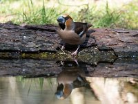 Coccothraustes coccothraustes 163, Appelvink, Saxifraga-Luuk Vermeer