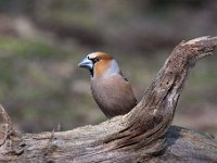 Coccothraustes coccothraustes 167, Appelvink, Saxifraga-Luuk Vermeer